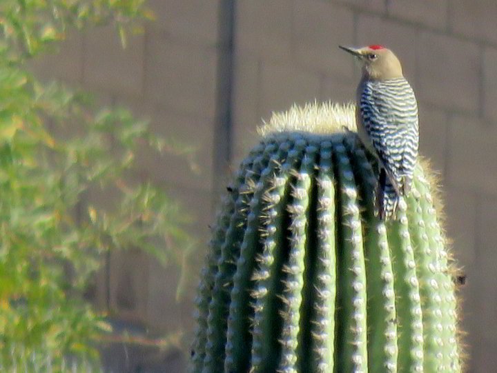 啄木鸟吉拉坐在亚利桑那州图森的一棵仙人掌上