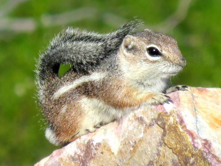HarrisAnteleps Squirrel-由沿面狭窄白条识别-TucsonAZ远足