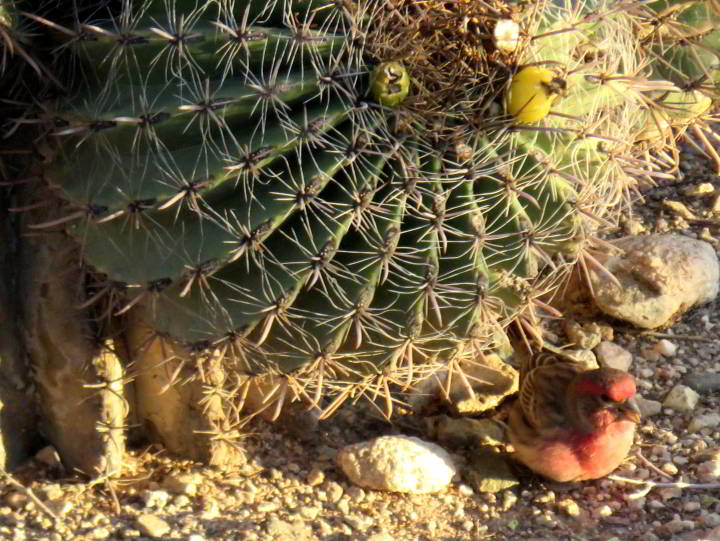 一只小小的家雀旁边的桶仙人掌-亚利桑那州图森-索诺兰沙漠