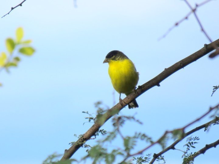 小金翅雀是一种小型鸟类，具有明亮的黄色乳房和深色的脸和头部-图森亚利桑那州徒步旅行路线