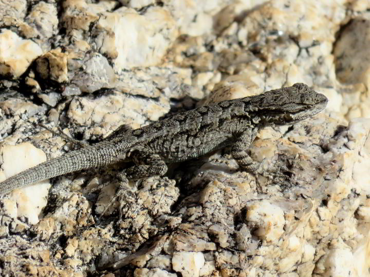 灰色和黑色蜥蜴休息在莫里诺盆地岩石-蒙特莱蒙-图森AZ