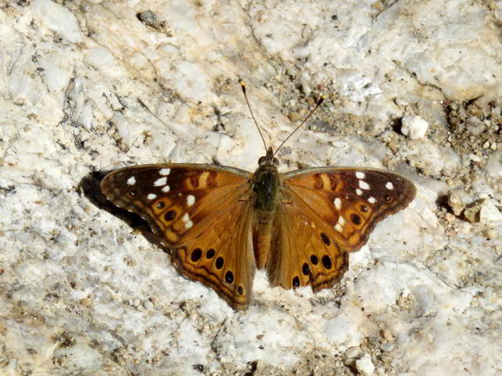 大蝴蝶锈色的翅膀和黑色和白色的斑点-休息在萨比诺峡谷岩石- 7瀑布径-图森AZ