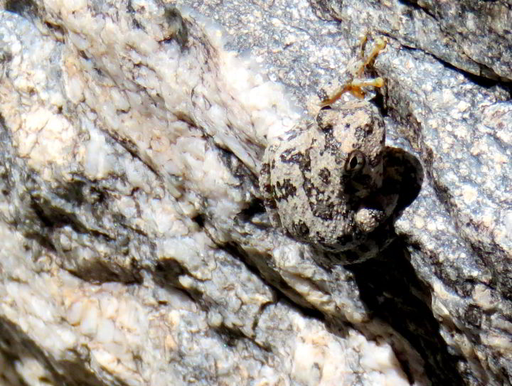 独自徒步萨比诺峡谷- 7瀑布步道-一只峡谷树蛙在岩石上休息时伪装得很好