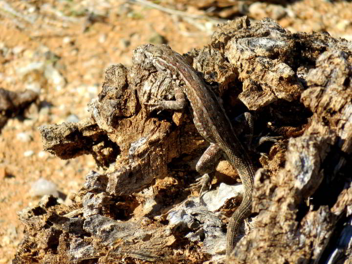蜥蜴混合岩石背景-萨瓜罗国家公园-图森AZ
