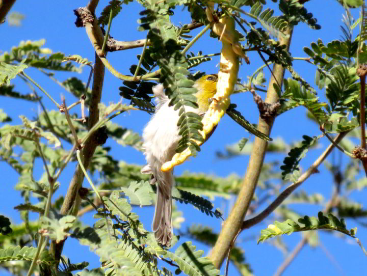 亮黄色的脸的Verdin鸟-坐在树上-图森AZ