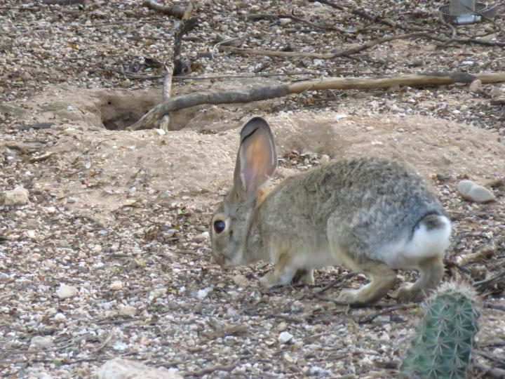 沙漠棉尾兔图森亚利桑那州索诺兰沙漠
