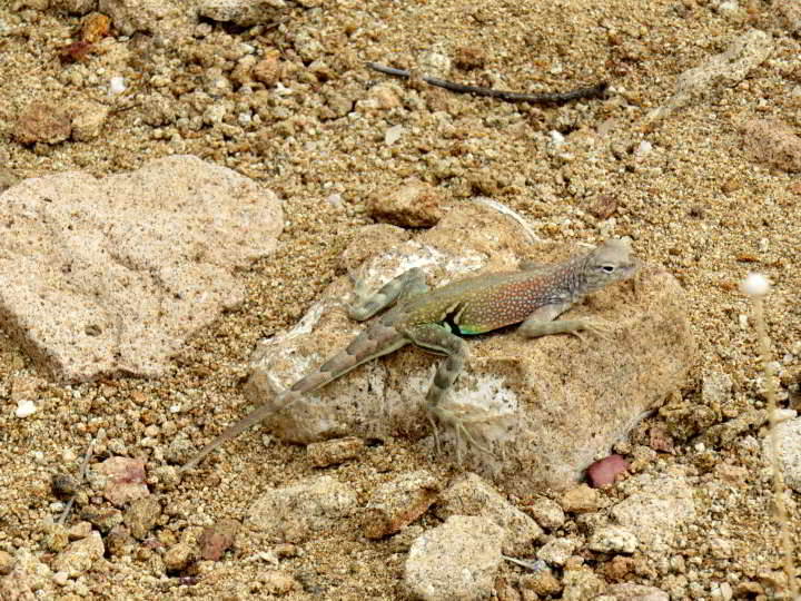 一只没有耳朵的蜥蜴在沙地小径上的岩石上休息。