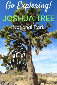去探索!约书亚树国家公园-巨大的约书亚树