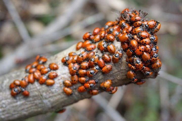 数以万计的ladybugs聚积分支-Redwood区公园OaklandCA