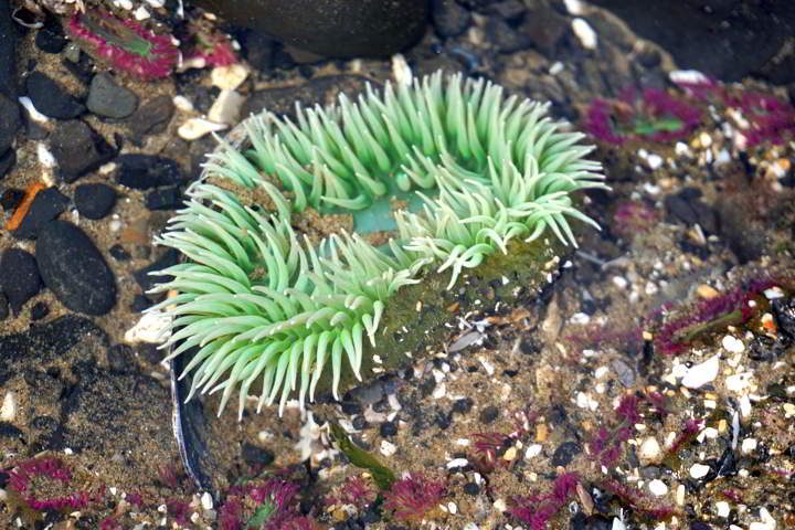 绿色和粉红色的海葵-潮池在太平洋海岸-大炮海滩俄勒冈州