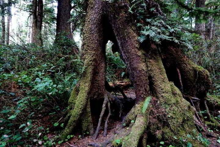 苔藓覆盖树木沿着Necarney溪小径在奥斯瓦尔德西部州立公园-北俄勒冈海岸