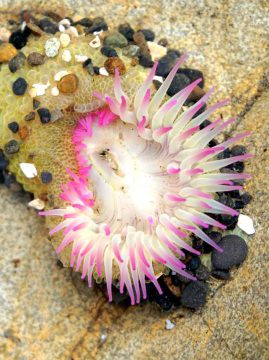 亮粉色和白色的海葵在大炮海滩潮汐池