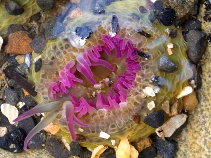 俄勒冈州北部卡农海滩上明亮的洋红色海葵