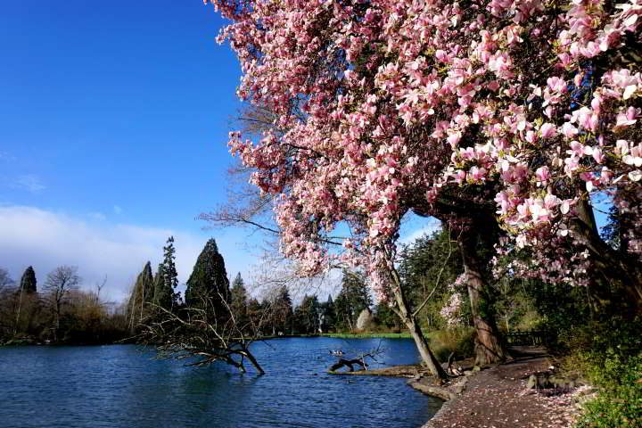 粉红色的玉兰花覆盖在俄勒冈州波特兰东南部水晶泉湖旁的一棵树上