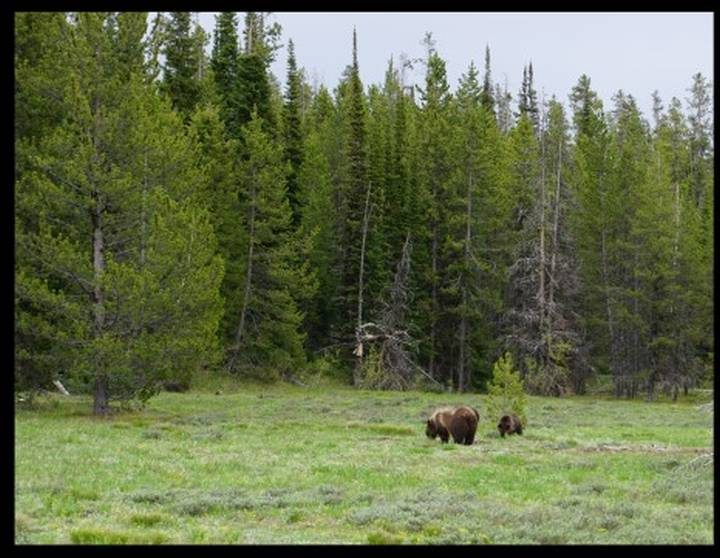 黄石国家公园的灰熊妈妈和小熊们