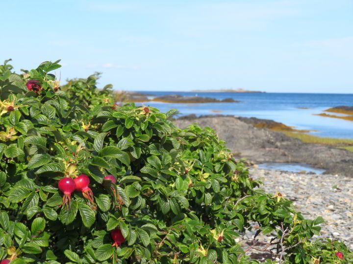 新斯科舍蓝岩岛附近的玫瑰丛