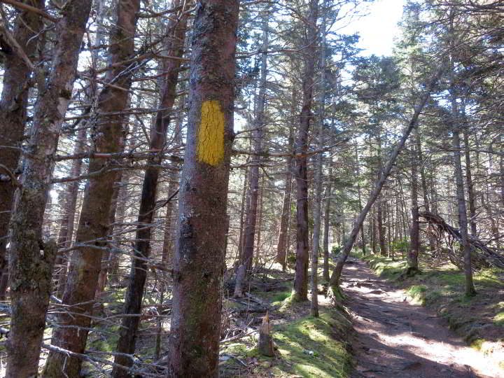 在嘉夫角远足径的一棵树上的黄色路标。