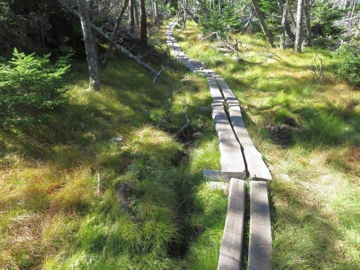 加夫点小径穿过森林沿着木材木板路。