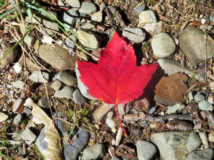 缅因州中部海岸的卡姆登山州立公园的小径上的红色枫叶