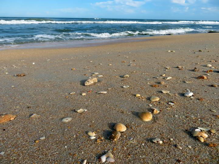 佛罗里达州华盛顿橡树花园州立公园海滩上的贝壳。