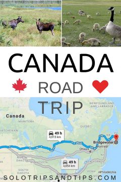 加拿大公路旅行地图和驼鹿和加拿大鹅