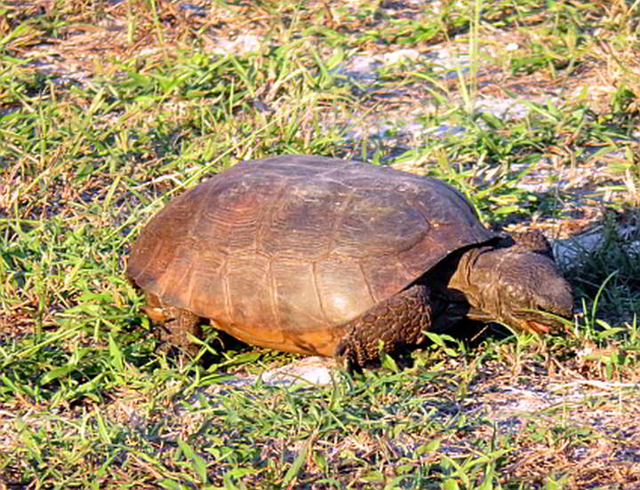 地鼠龟的饮食主要包括草和豆类