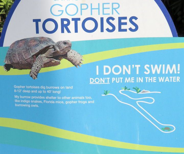 地鼠龟不会游泳——不要把它们放在水里
