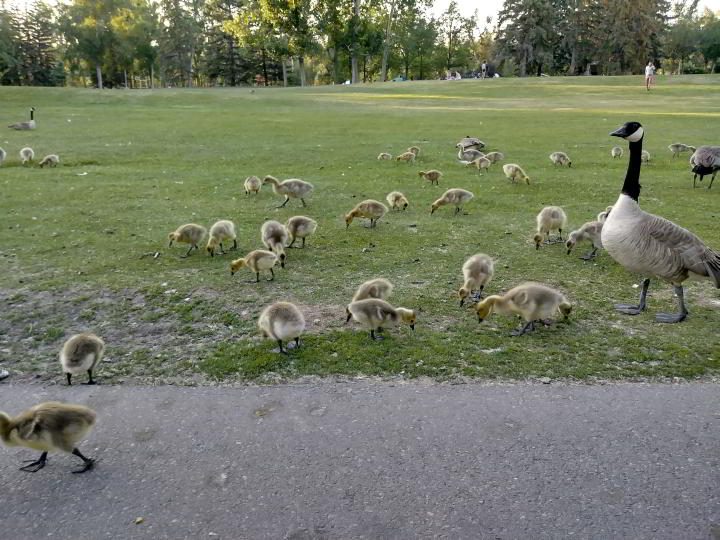 在加拿大卡尔加里市中心的王子岛公园里喂食的小鹅