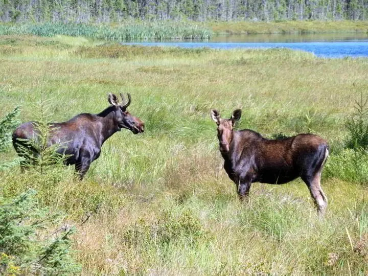 开车穿过魁北克时，我看到这两只小驼鹿在水边吃草