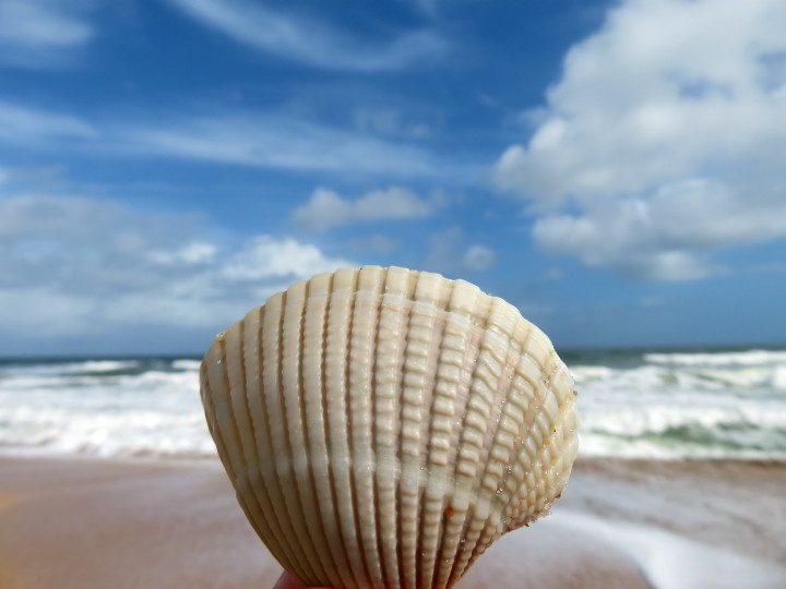 贝壳与海滩背景在南蓬特维德拉海滩FL。