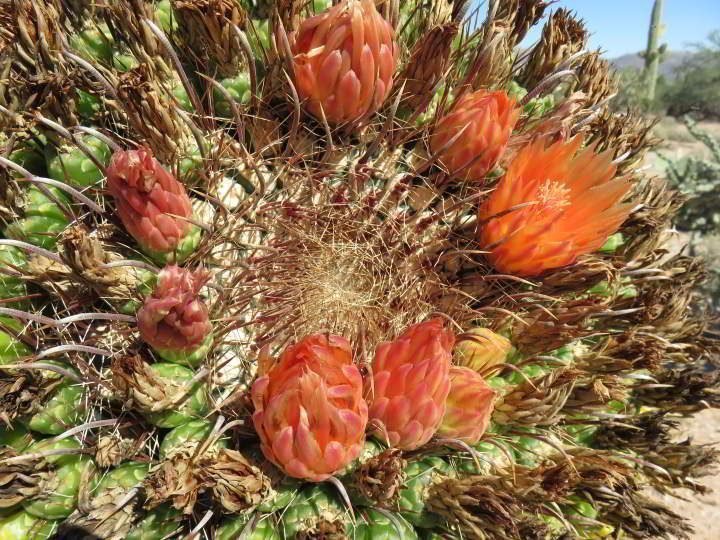 图森市萨瓜罗国家公园的橙色仙人掌盛开
