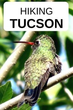 亚利桑那州图森徒步旅行——蜂鸟随处可见