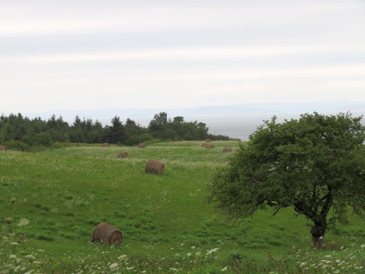 新斯科舍省汉特县的农田里有干草捆。