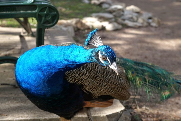 在参观梅菲尔德公园时，这只蓝孔雀走到我的相机前