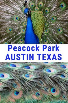 德克萨斯州奥斯丁的梅菲尔德公园和保护区以奇异的孔雀为特色