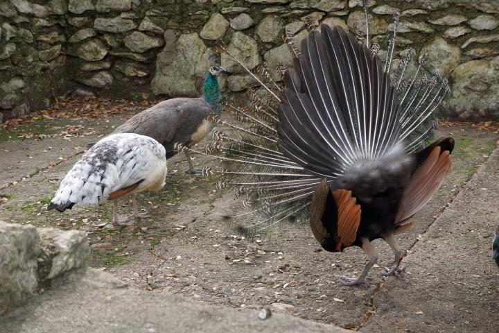 孔雀展示他的冬季羽毛的后视图，试图吸引雌孔雀