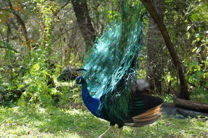蓝孔雀在梅菲尔德公园和保护区炫耀他的尾羽