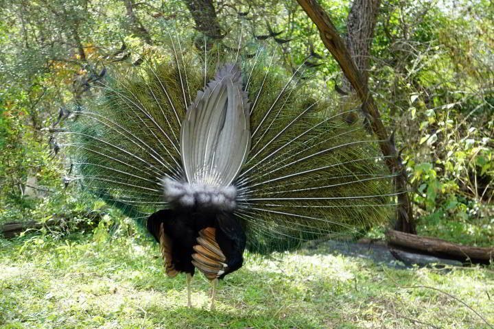 孔雀冬季羽毛尾羽的后视图