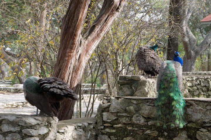 奥斯汀梅菲尔德公园的石头上装饰着孔雀