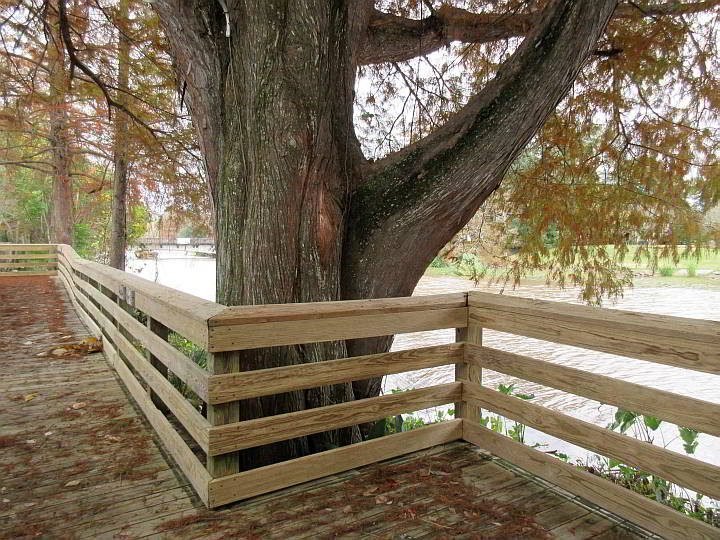一棵古老的柏树坐落在路易斯安那州圣马丁维尔的木板路旁的特切河口岸边