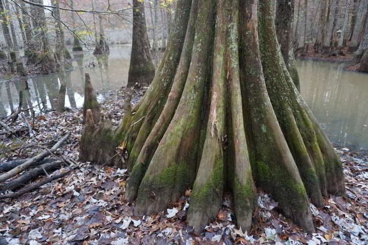 南路易斯安那州奇科特州立公园的柏树和它们的“膝盖”