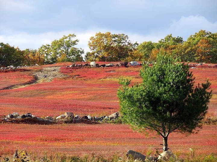 缅因州野生蓝莓丛，秋天的颜色从浅橙色到深红色不等