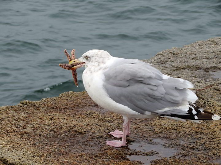 这只海鸥在缅因州中部海岸的洛克兰防波堤捕捉了一只小海星作为晚餐