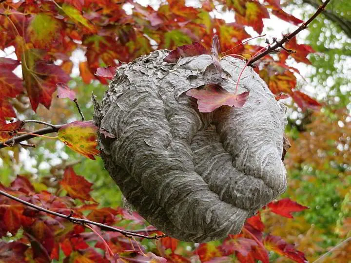 秋天，缅因州，一个灰色的大黄蜂窝挂在树上
