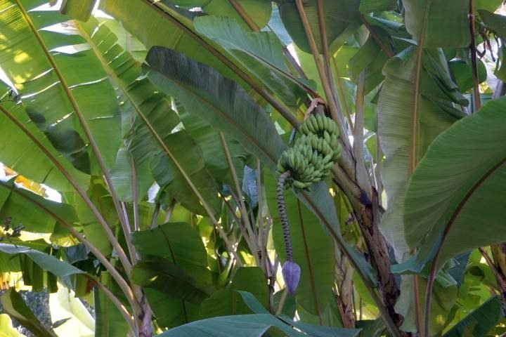 长着香蕉果实的香蕉树。