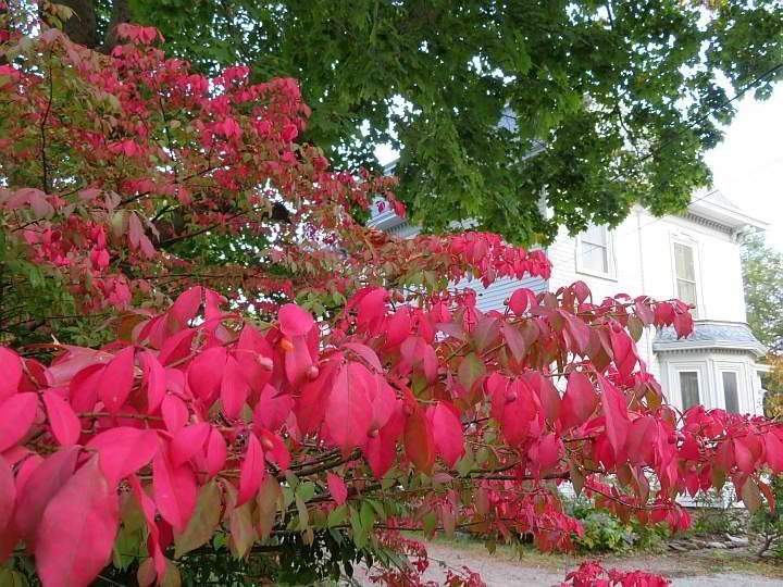 燃烧灌木的鲜红色叶子-学名:卫矛