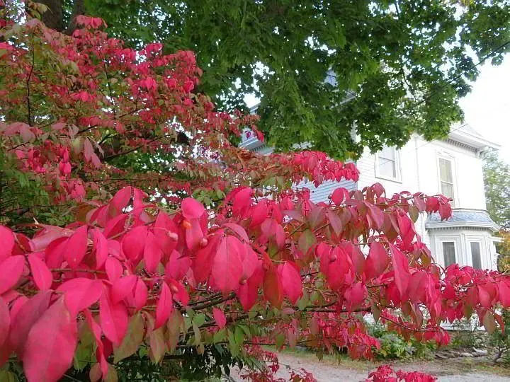 燃烧灌木的鲜红色叶子-学名:卫矛