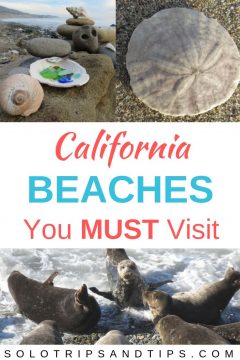 加州的海滩，你一定要去海滩玻璃，沙美元和斑海豹