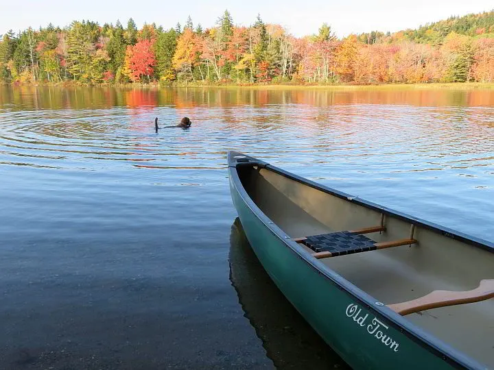 一只狗在池塘里游泳，等着坐上独木舟，开始秋天的划桨之旅
