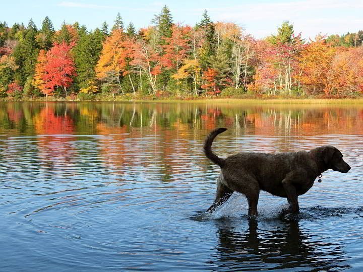 一只狗在池塘里玩耍，美丽的秋叶倒映在水面上